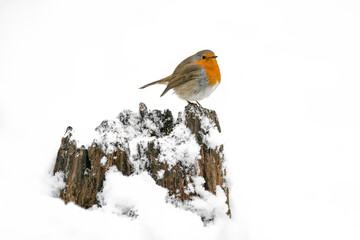 Beautiful European Robin (Erithacus rubecula) perched on a tree trunk covered with snow in the forest of national Park Hoge Veluwe in the Netherlands. 