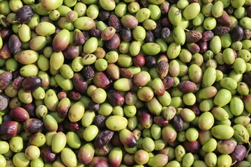 Harvested olives unloaded from truck to press hopper in olive oil mill located in the outskirts of Athens in Attica, Greece.