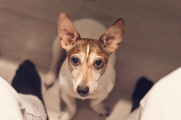 Adorable small dog with funny big ears looks to owner overhead view.