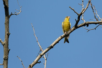 Bright greenfinch sits on a branch in the park against the blue sky. Urban green and yellow warbler in nature habitat.