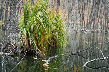 A bright swamp between the hills