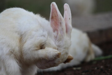 Naklejka na ściany i meble white rabbit in the garden, white rabbit eating grass