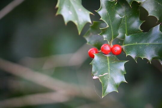 Sprig of holly berries and leaves