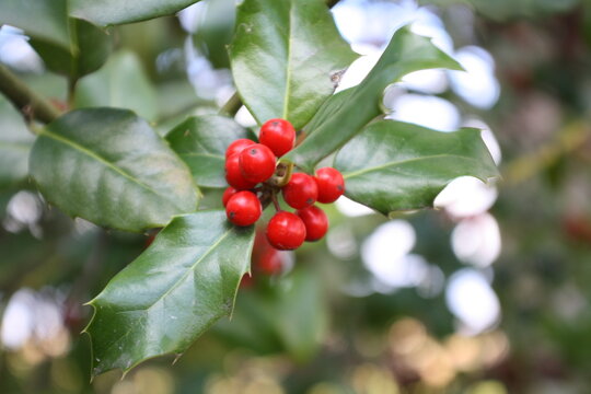 Sprig of holly berries and leaves