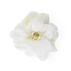 Obraz na płótnie Canvas Jasmine Flower isolated on white background. Top view