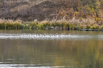 Swimming geese in a summer pond