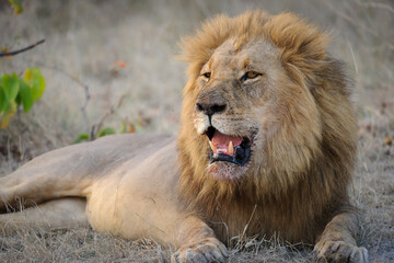 Gorgeous male lion (Panthera leo) with blod mane lying down with open mouth, showing teeth. Horizontal (landscape) orientation with space for and copy. Kalahari. Botswana.