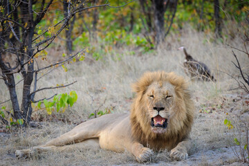Obraz na płótnie Canvas Male lion (Panthera leo) lying down with open mouth, showing teeth. Horizontal orientation with space for and copy. In the background is a hooded vulture (Necrosyrtes monachus). Kalahari. Botswana.