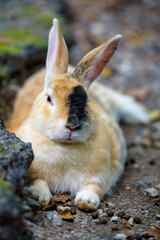 Little European rabbit, on the island of Ohkunoshima in Hiroshima Prefecture. Japan