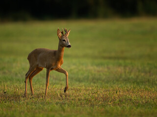 roe deer
