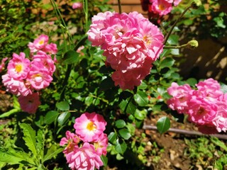 pink rose bush