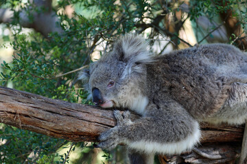 Koala resting - Phillip Island, Victoria, Australia