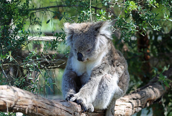 Koala on the branch - Phillip Island, Victoria, Australia