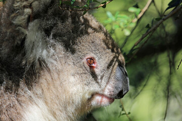 Koala face in profile - Phillip Island, Victoria, Australia
