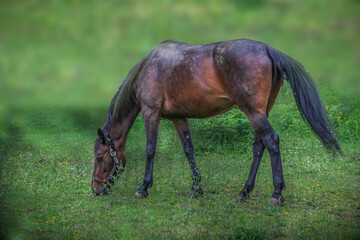 a horse grazing in a grass field