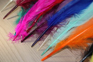 feathers color background
