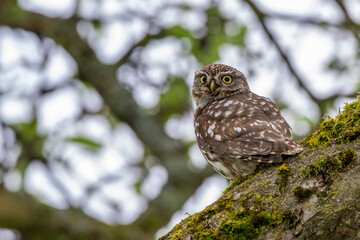 Steinkauz (Athene noctua)