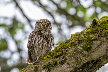 Steinkauz (Athene noctua)