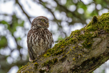 Steinkauz (Athene noctua)