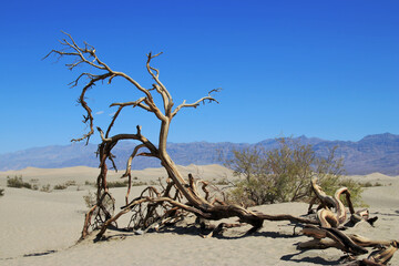 dead tree on sand dune in death valley with blue sky no clouds	
