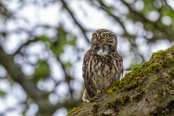 Steinkauz (Athene noctua)
