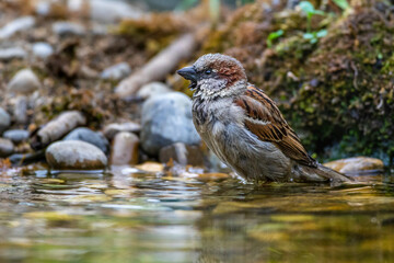 Haussperling (Passer domesticus) Männchen