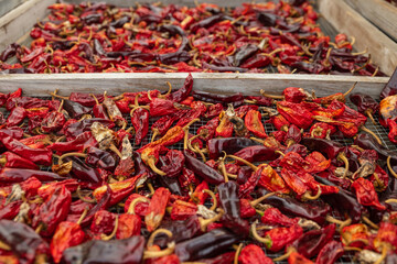 Espelette peppers drying on a wooden dryer