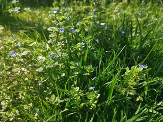 grass and flowers