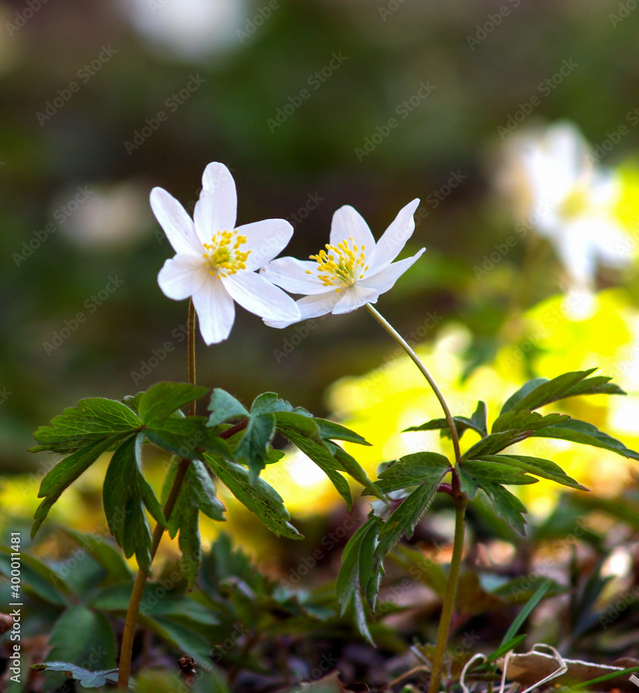 Wall mural two white anemone flowers on forest.