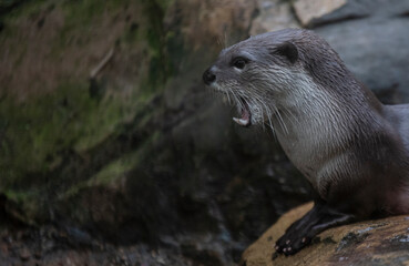 Otter