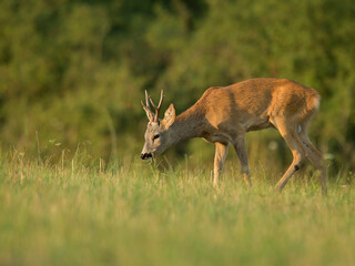 roe deer
