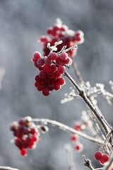 rote Beeren am Strauch von Rauhreif überzogen freigestellt 