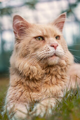 Maine Coon cat. Red-headed cat.