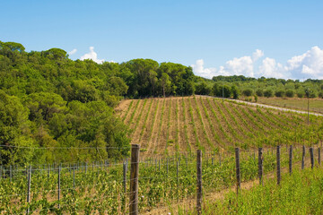 Fototapeta na wymiar Late summer grape vines near the historic village of Murlo, Siena Province, Tuscany, Italy 