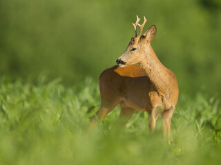 roe deer
