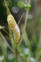 mature oleander hawk moth caterpillar 