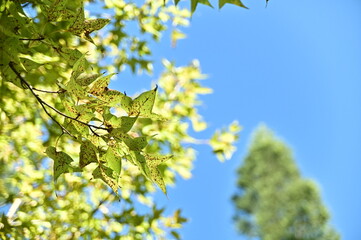 Focus on the beautiful leaves against the blue sky in a sunny day.