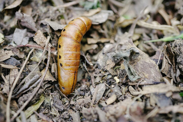 mature oleander hawk-moth caterpillar  