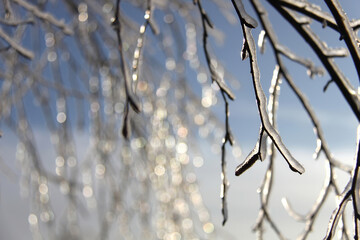 Glittering branches of a birch tree covered with ice layer
