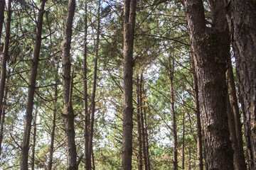 Pine trees in the forest and beautiful nature