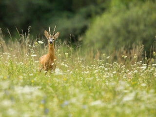 roe deer
