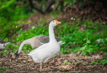 White goose walking in the garden