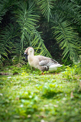 White goose walking in the garden