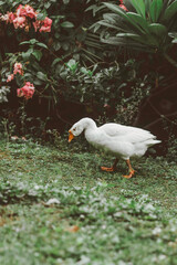 White goose walking in the garden