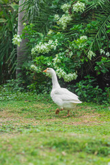 White goose walking in the garden