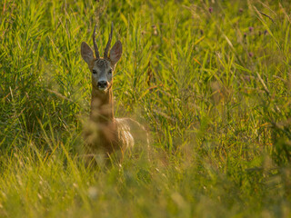 roe deer
