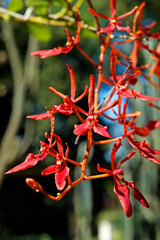 Red orchid (Renanthera coccinea) on garden, Brazil