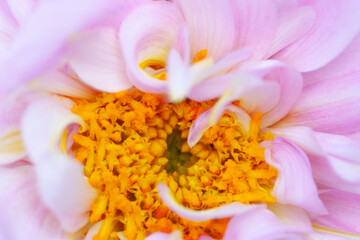 Fototapeta na wymiar Beautiful chrysanthemum flower close up at nature