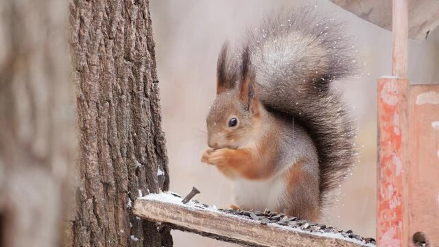 Red squirrel eats a seeds in a winter forest