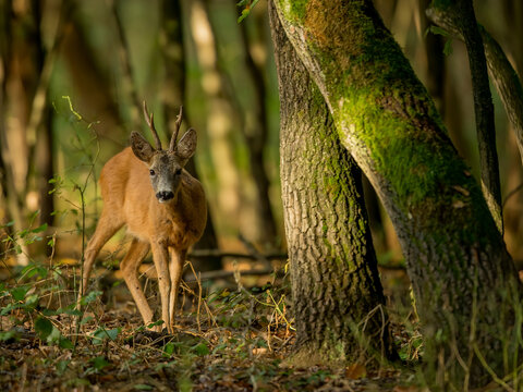 roe deer
